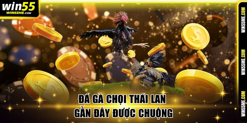 Đá gà chọi Thái Lan gần đây được chuộng