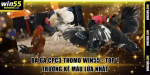 Đá gà CPC3