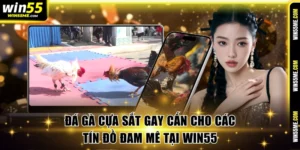 Đá gà cựa sắt
