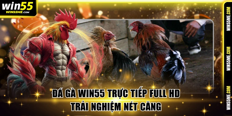 Đá Gà Win55 Trực Tiếp Full HD Trải Nghiệm Nét Căng