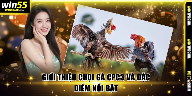 Giới thiệu chọi gà CPC3 và đặc điểm nổi bật