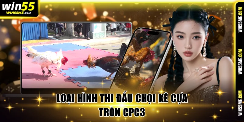 Loại hình thi đấu chọi kê cựa tròn CPC3